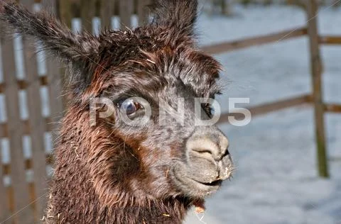 Alpaca Stock Photos