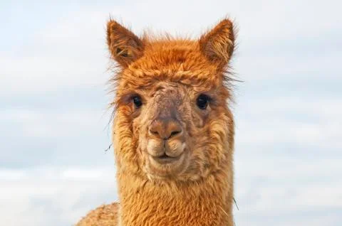 Alpaca Stock Photos
