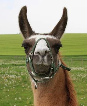 Alpaca 스톡 사진