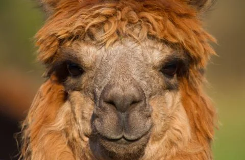 Alpaca Stock Photos