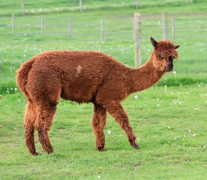 Alpaca Stock Photos