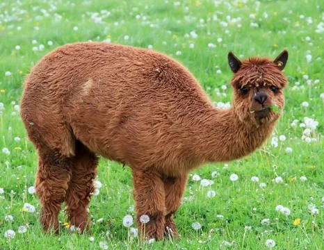Alpaca Stock Photos