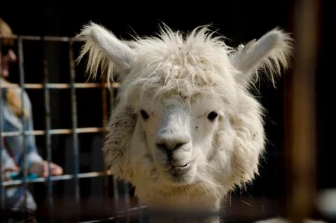 Alpaca Stock Photos