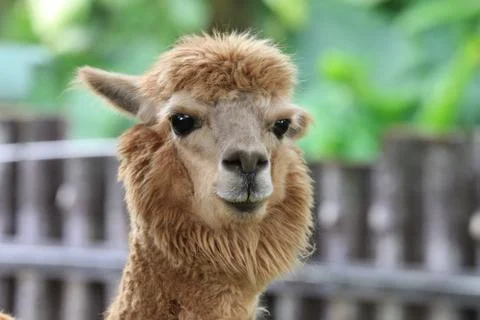 Alpaca Stock Photos