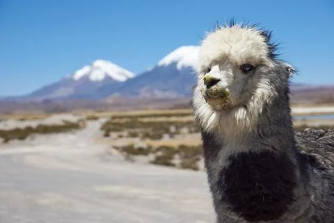 Alpaca Stock Photos