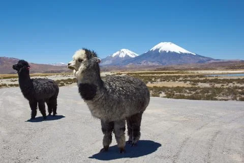 Alpaca Stock Photos