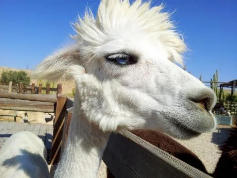 Alpaca Stock Photos
