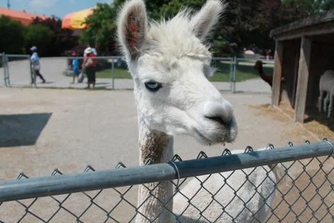 Alpaca 写真素材