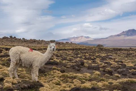 Alpaca Fotos de archivo