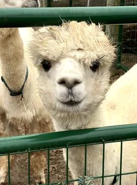 Alpaca Stock Photos