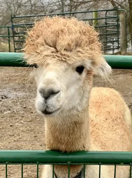 Alpaca Stock Photos