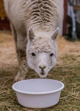 Alpaca 스톡 사진