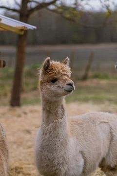 Alpaca 스톡 사진