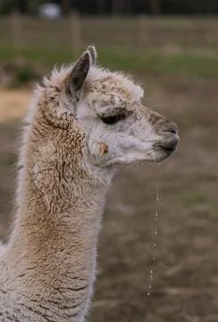 Alpaca Stock Photos