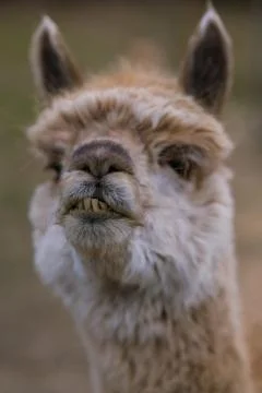 Alpaca Stock Photos