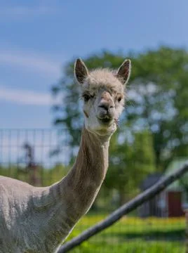 Alpaca 스톡 사진