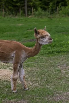 Alpaca Stock Photos