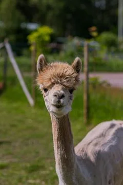 Alpaca Stock Photos