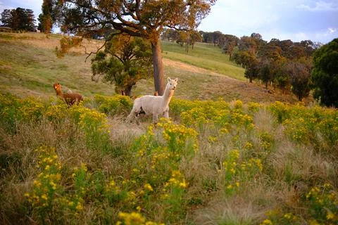 Alpaca Stock-Fotos