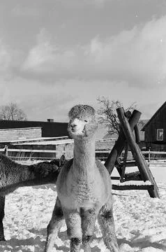 Alpaca Stock Photos