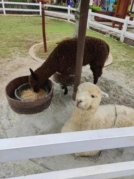 Alpaca Stock Photos