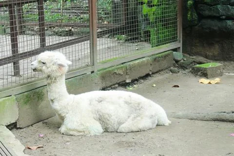 Alpaca Foto stock