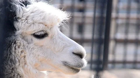 Alpaca portrait close up Stock Footage 89745993