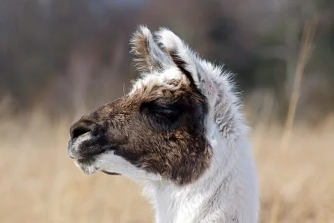 Alpaca portrait Foto stock
