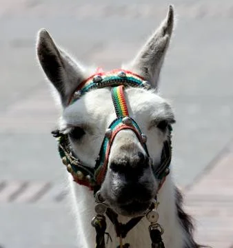 Alpaca Portrait Stock Photos