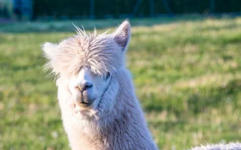 Alpaca portrait Stock Photos