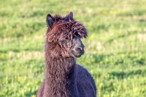 Alpaca portrait Stock Photos