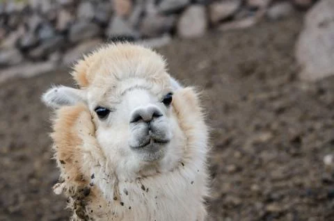 Alpaca Portrait Stock Photos