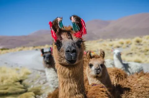 Alpaca Portrait Stock Photos