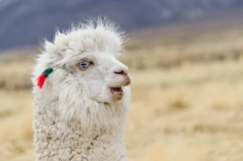 Alpaca Portrait Stock Photos