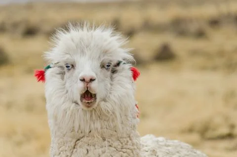 Alpaca Portrait Stock Photos