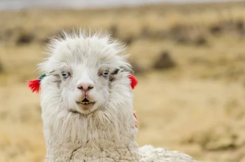 Alpaca Portrait Stock Photos