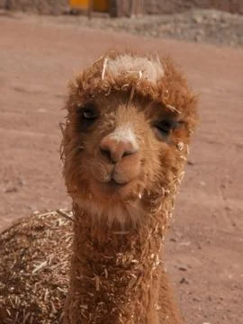 Alpaca Portrait Stock Photos