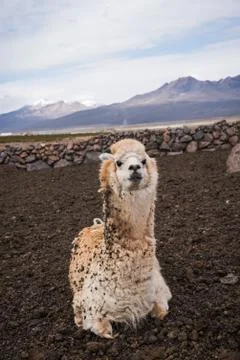 Alpaca Portrait Stock Photos