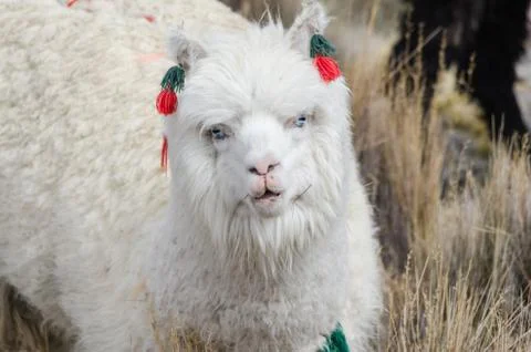 Alpaca Portrait Stock Photos