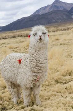 Alpaca Portrait Stock Photos