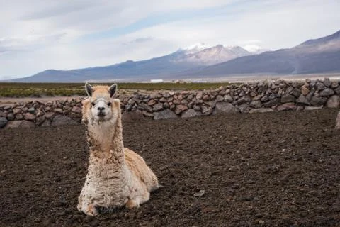 Alpaca Portrait Stock Photos
