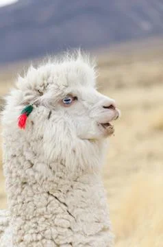 Alpaca Portrait Stock Photos