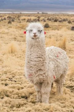 Alpaca Portrait Stock Photos