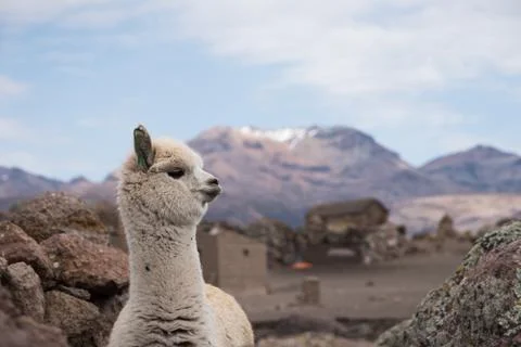 Alpaca Portrait Stock Photos