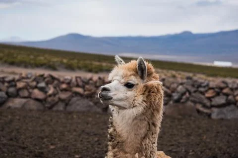Alpaca Portrait Stock Photos