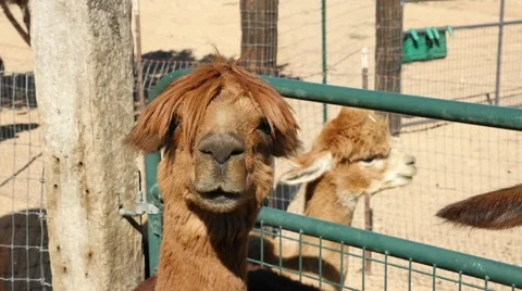 An Alpaca poses for camera Stock Footage 55846449