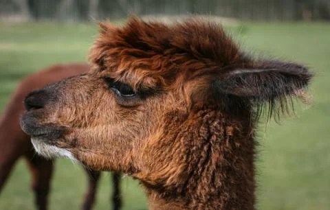 Alpaca profile Fotos Stock