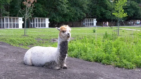 Alpaca Resting in a Zoo Stock Footage 293228959