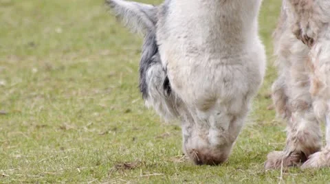 Alpaca Sequence (NO AUDIO) 스톡 동영상 22087453