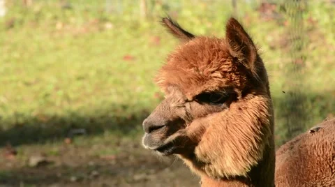 Alpaca shaking head Vidéo 64825714